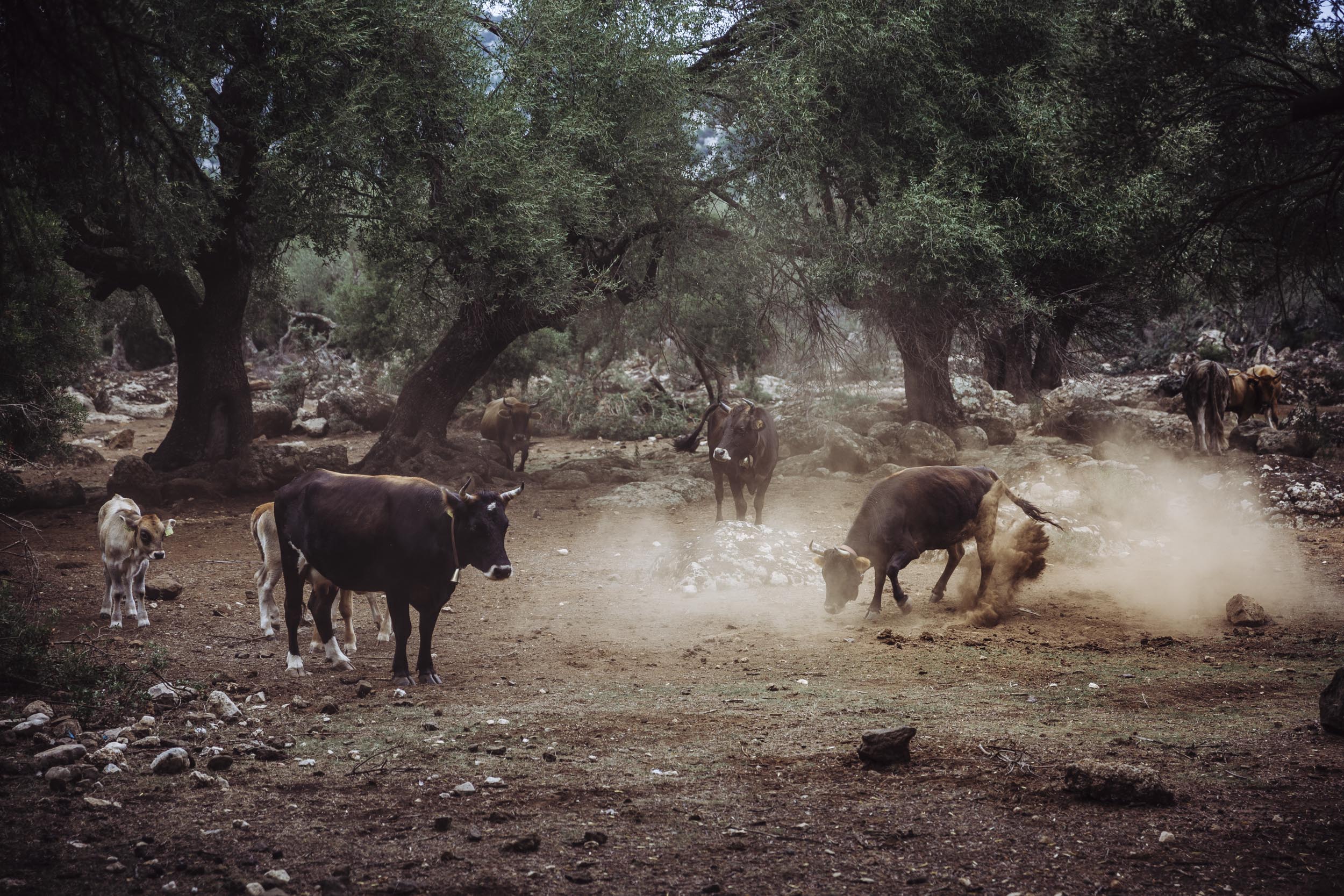 Inmitten der staubigen, felsigen Landschaft entfaltet sich eine ruhige Szene, während Kühe und ein Kalb unter Bäumen grasen. Eine Kuh wirbelt spielerisch Staub auf und schafft einen malerischen Moment, der an Werbefotograf Nürnberg erinnert, der das ruhige Landleben für kommerzielle Zwecke einfängt.