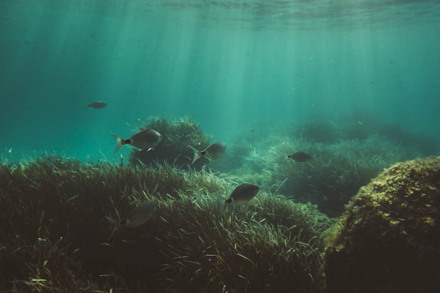 In der ruhigen Unterwasserszene schwimmen Fische anmutig zwischen Seegras und Felsformationen, während Sonnenstrahlen ins Wasser dringen und ein natürliches Scheinwerferlicht erzeugen – perfekt für einen Sportfotografen, der Bewegungen im Wasser einfängt, oder ein B2B-Fotostudio, das nach dynamischen Aufnahmen sucht.